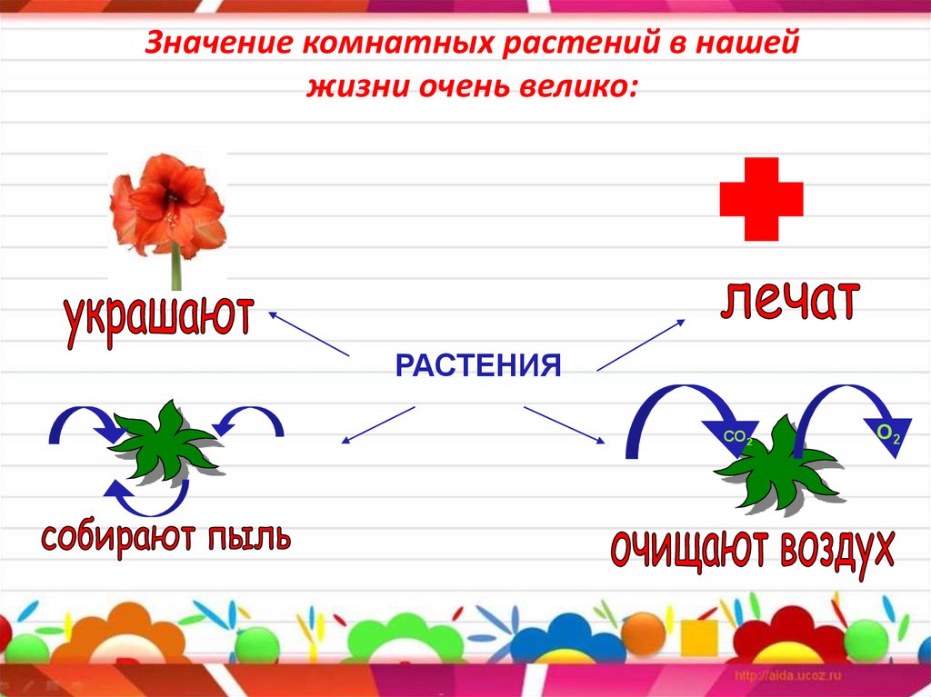 Презентация на тему комнатные растения в средней группе