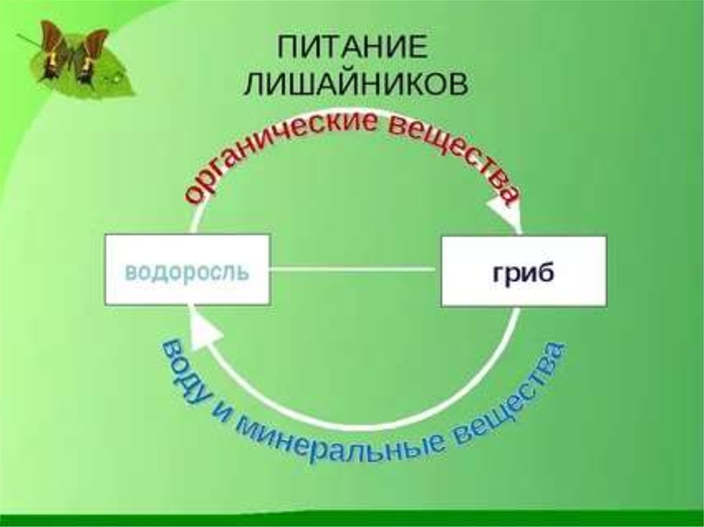 Схема питание лишайников