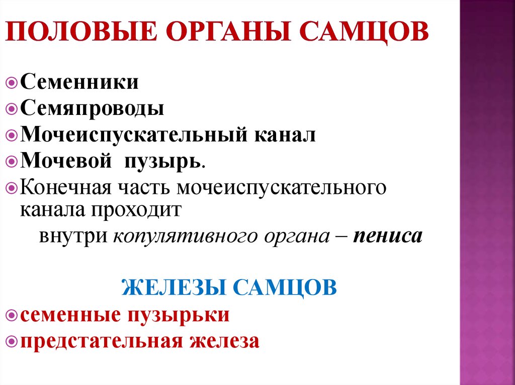 Изучение полового. Половые железы самцов. Функции половых органов самцов животных. Придаточные половые железы самцов. Какие придаточные половые железы у самцов.