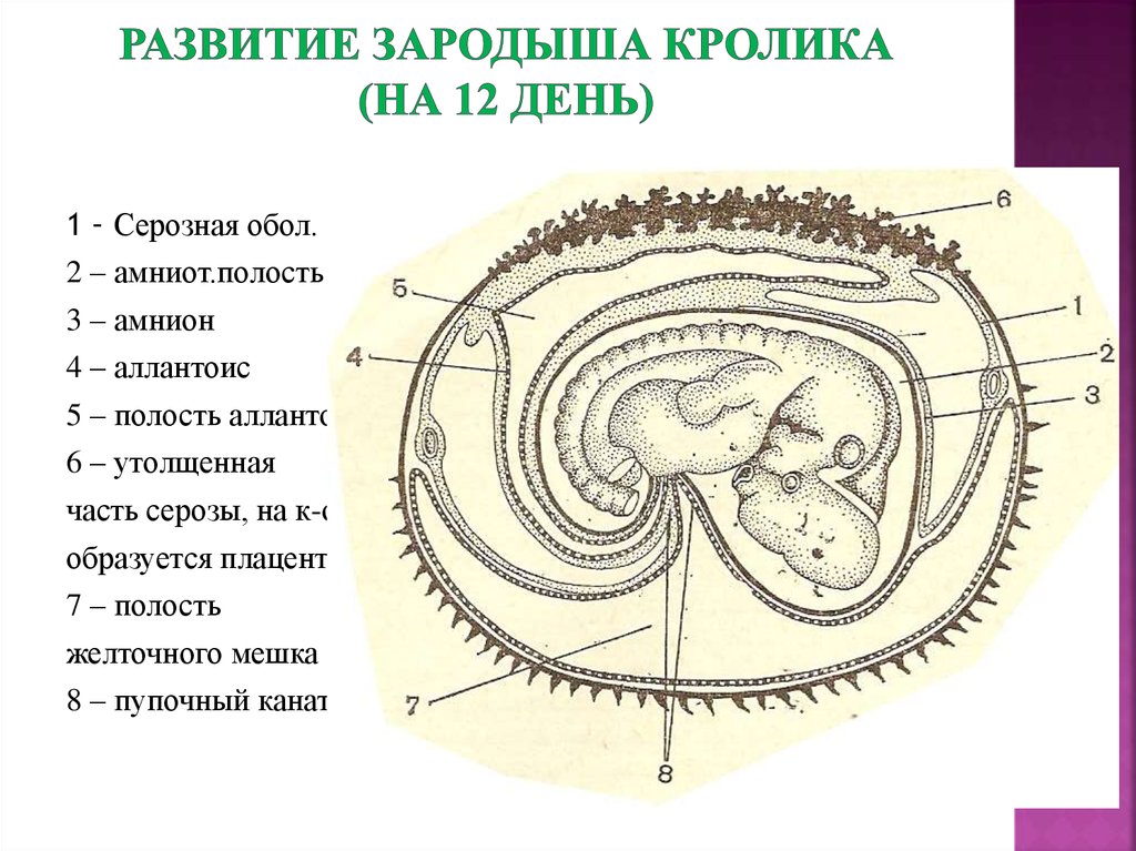 Эмбриональное развитие строение. Хорион аллантоис зародыш амниотическая полость. Зародышевые оболочки амнион и хорион. Строение эмбриона млекопитающих. Схема эмбриона млекопитающего плацента.