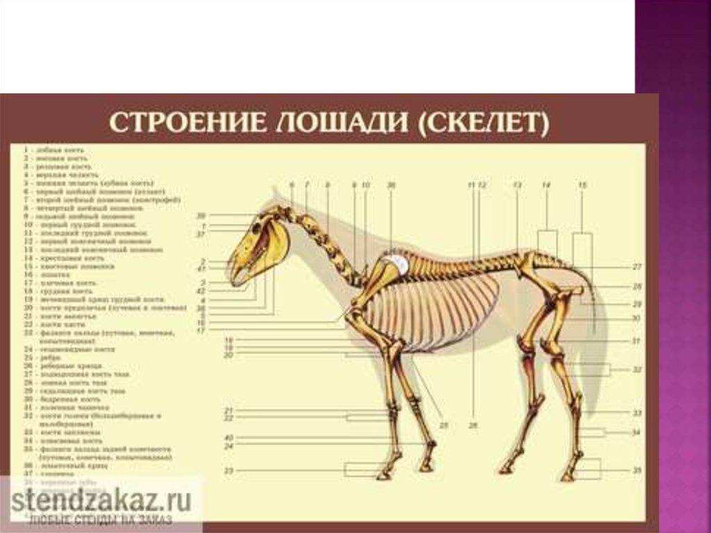 Строение лошади. Осевой скелет лошади анатомия. Строение скелета лошади анатомия. Строение костей лошади. Анатомия костей лошади.