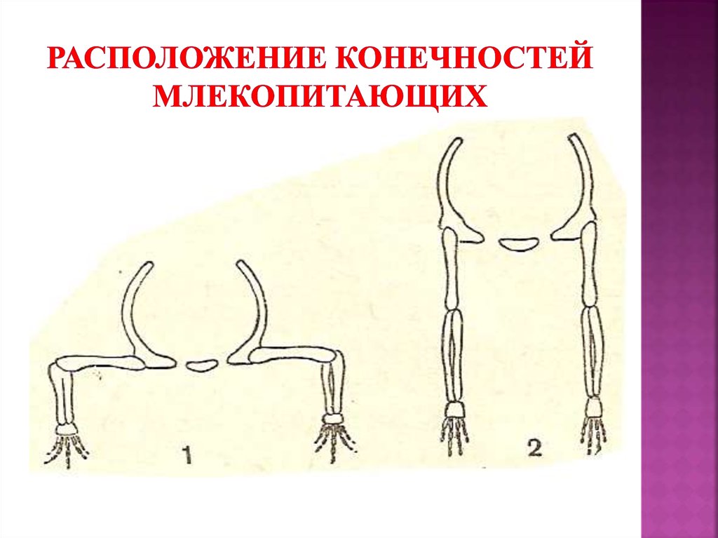 Скелет передних конечностей у млекопитающих