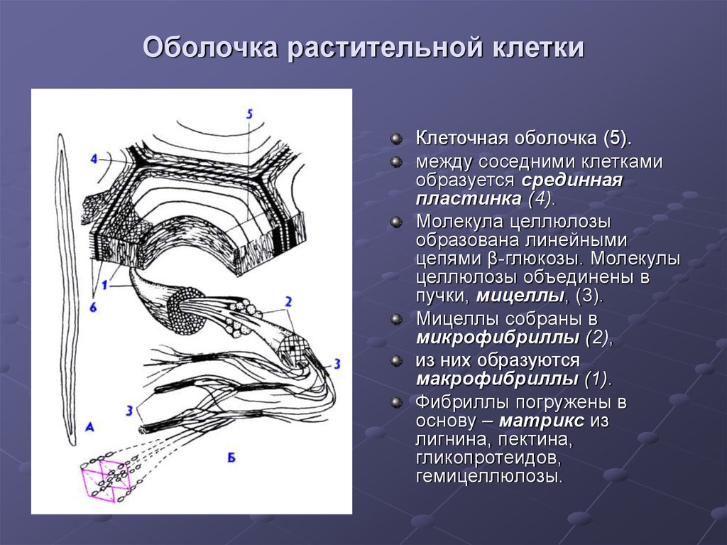 Оболочка растений