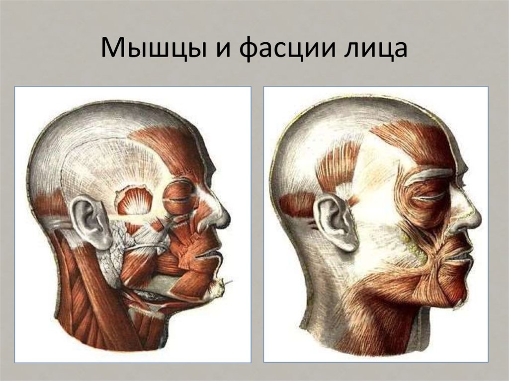 Лицевая область