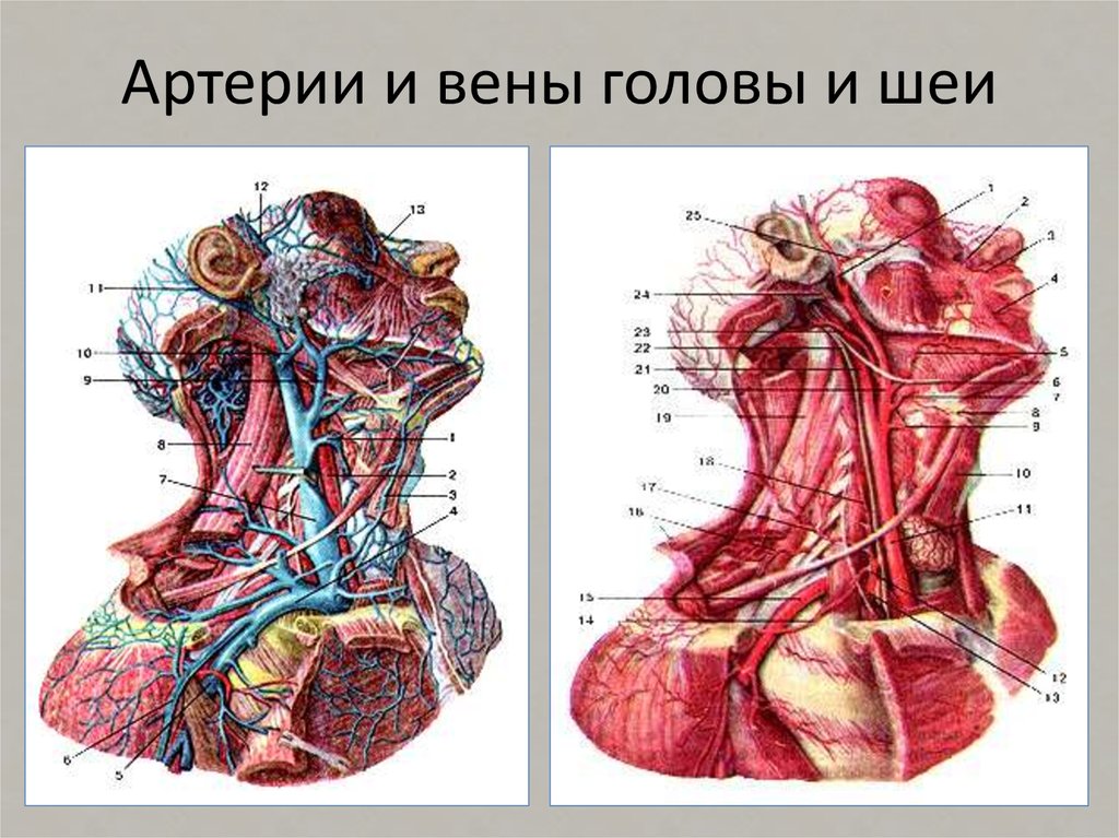 Артерии и вены. Артерии и вены головы и шеи. Кровеносные сосуды шеи.