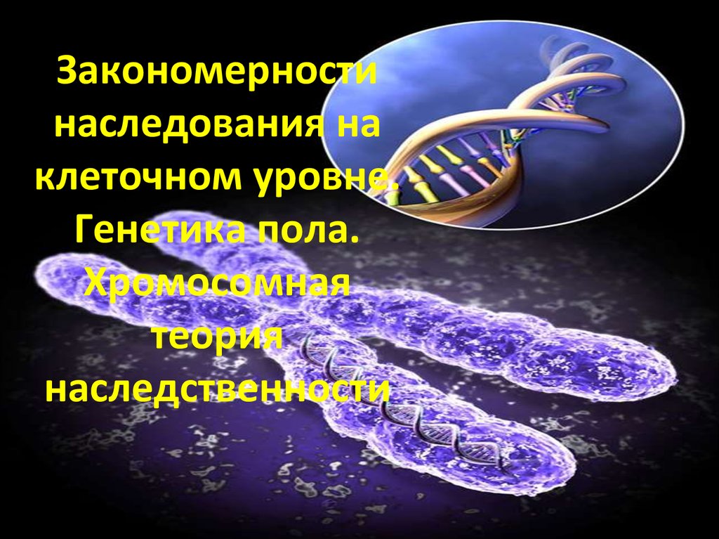 Наследственная клетка. Хромосомная теория наследственности генетика пола. Закономерности наследственности на клеточном уровне. Генетика на клеточном уровне. Генотип. Генетика пола. Хромосомная теория наследственности.