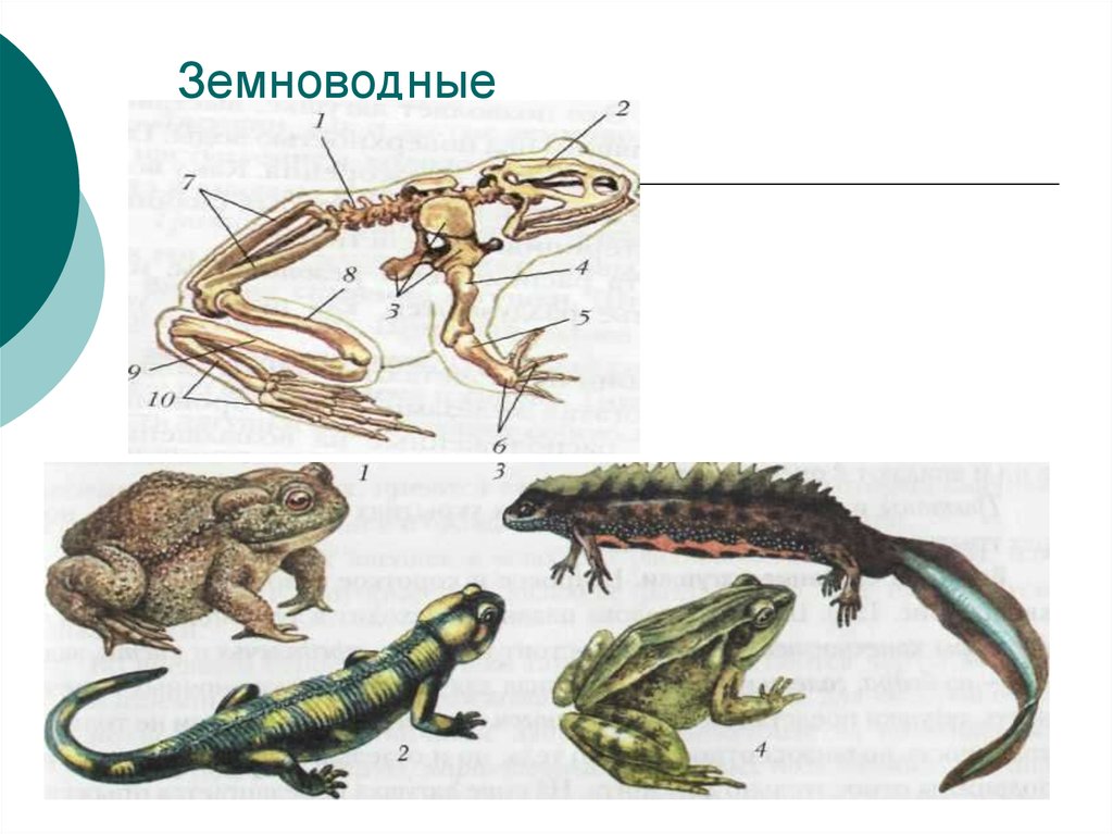 Земноводные картинки для детей с названиями