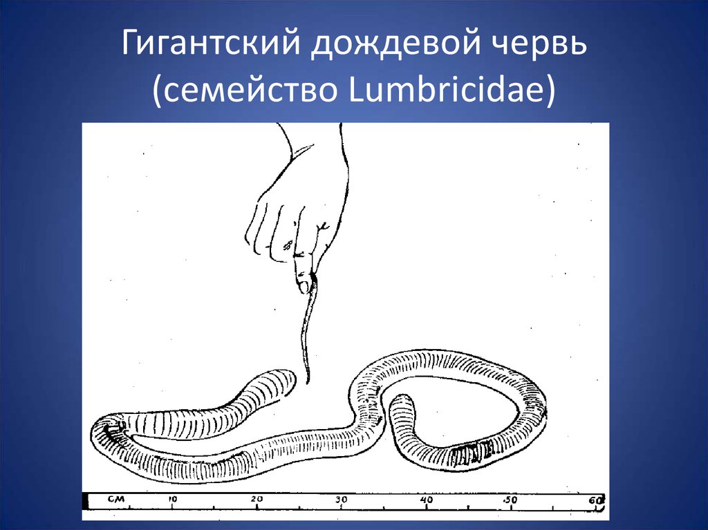 Дождевой червь пиявки