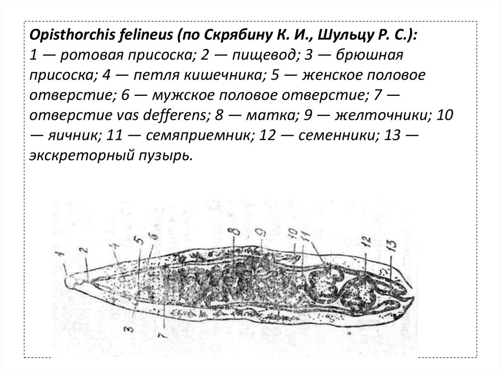 Описторхоз это. Описторхис фелинеус строение. Opisthorchis felineus строение. Описторх строение.