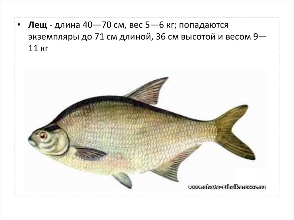 У меня живет культурный лещ. Подлещик рыба и лещ. Лещ карповые. Лещ семейство карповых. Рыба семейства лещей.