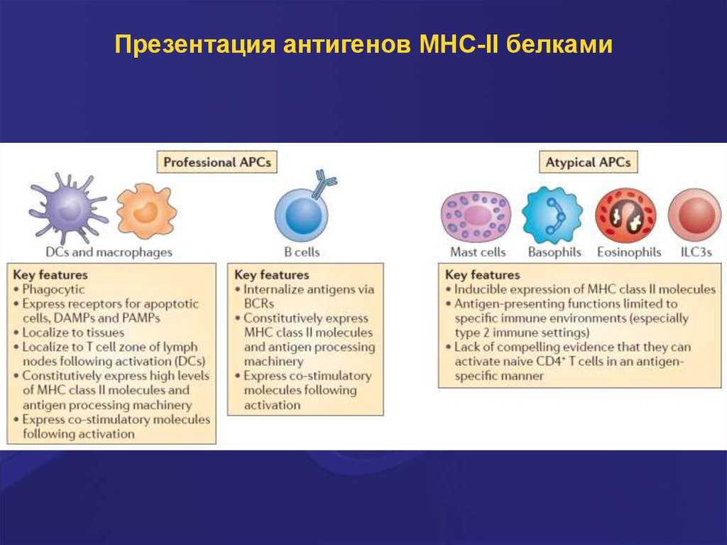 Кооперация презентация. Презентация антигена. Презентация антигена иммунология. Процессинг и презентация антигена. Антигены MHC 2.