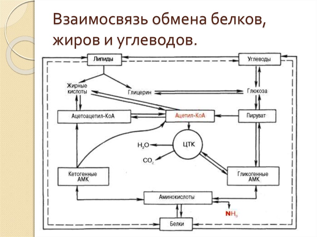 Обмен белков углеводов и жиров презентация 8 класс