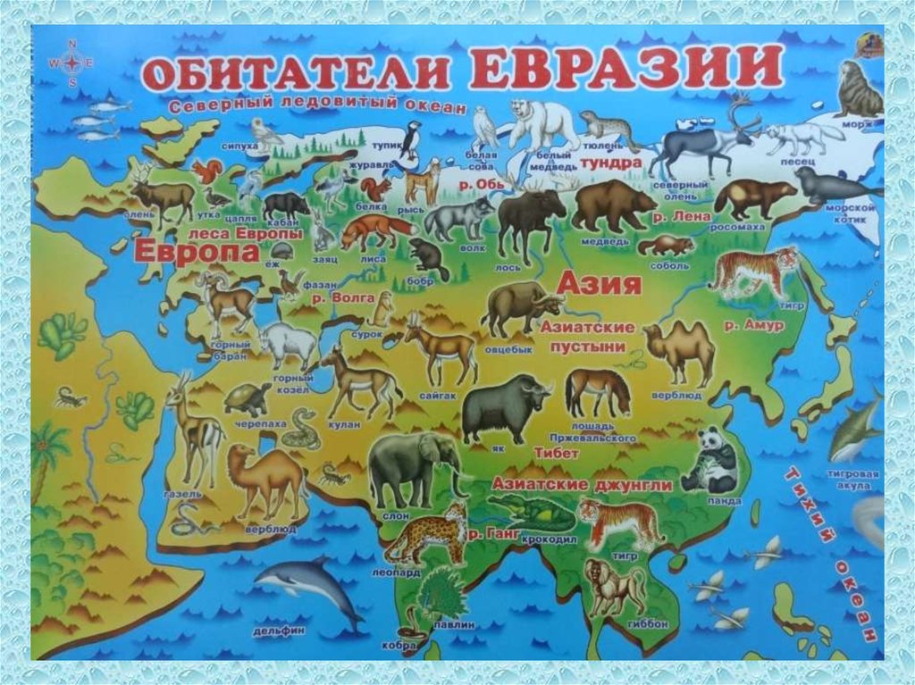 Сделано в евразии. Карта животных Евразии. Карта животных России. Животные разных континентов. Животные Евразии на карте.