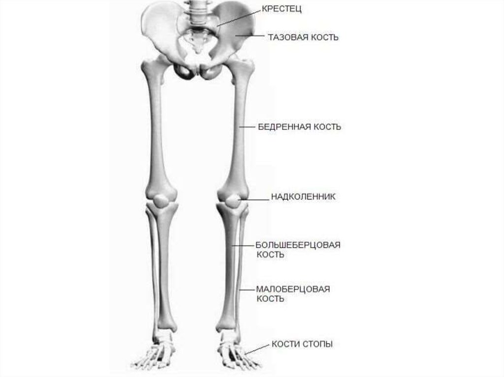 Место кости. Строение нижних конечностей человека кости. Кости нижней конечности тазовая кость схема. Скелет нижней конечности анатомия. Скелет нижних конечностей человека анатомия.