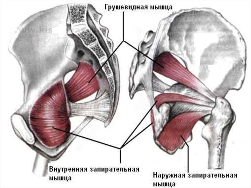 Через малое седалищное отверстие. Наружная запирательная мышца таза анатомия. Внутренняя запирательная мышца. Внутренняя запирательная мышца таза. Грушевидная и запирательная мышца.