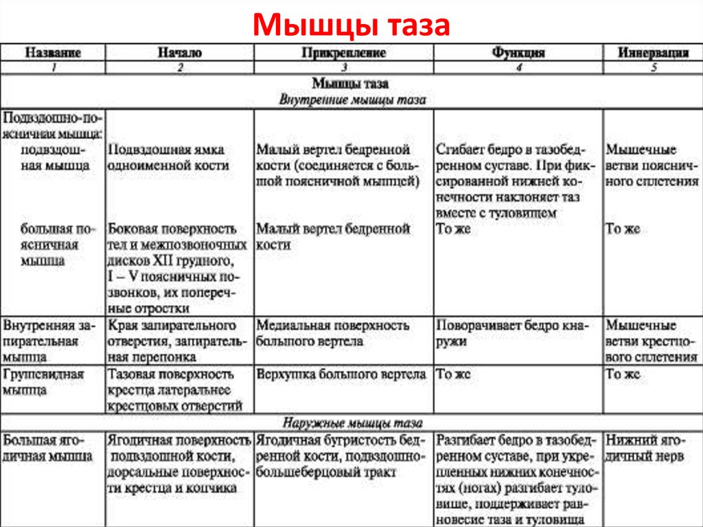 Название начала. Мышцы таза и нижних конечностей таблица. Поверхностные мышцы нижней конечности таблица. Мышцы нижней конечности тазового пояса таблица. Функции мышц нижних конечностей таблица.