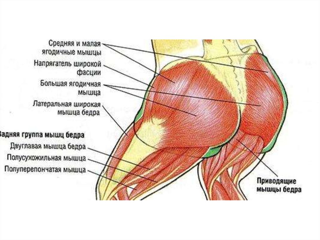 Ягодица стала больше. Ягодичные мышцы анатомия строение. Большая средняя и малая ягодичные мышцы. Связки бедра анатомия. Анатомия мышц ягодиц человека.
