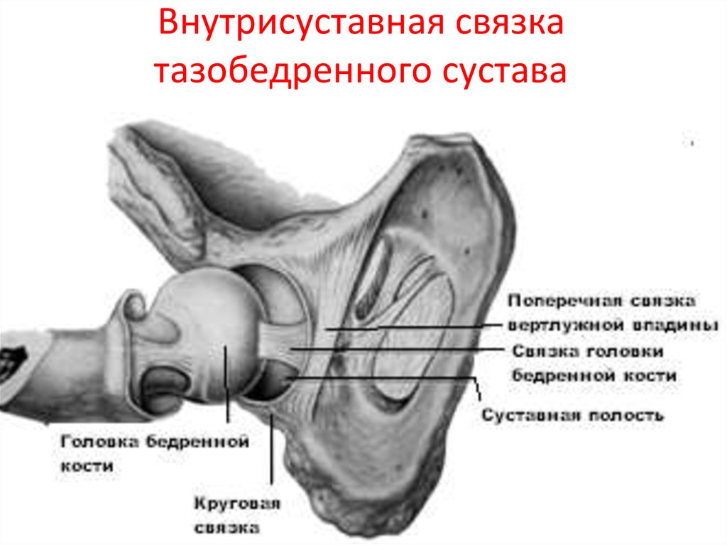 Тазобедренный сустав связки. Внутрисуставные связки тазобедренного сустава. Внутрикапсульные (внутрисуставные) связки тазобедренного сустава. Внесуставные связки тазобедренного сустава. Связки тазобедренного сустава вид спереди.