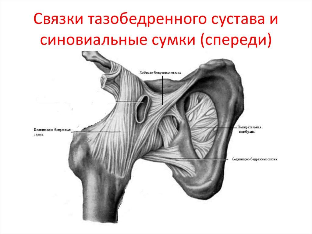 Связки тазобедренного сустава фото