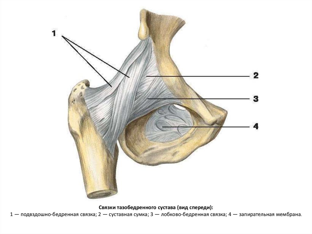 Тазобедренный сустав соединение. Связочный аппарат тазобедренного сустава. Zona orbicularis тазобедренного сустава. Связки бедренной кости анатомия. Запирательная мембрана таза анатомия.