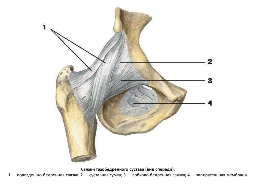 Виды связок. Запирательная мембрана анатомия. Zona orbicularis тазобедренного сустава. Запирательная мембрана таза анатомия. Внесуставные связки тазобедренного сустава.
