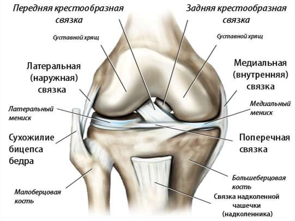 Латеральная коллатеральная связка коленного. Крестообразные связки коленного сустава анатомия. Крестообразные связки колена анатомия. Крестовидные связки коленного сустава анатомия. Задние связки коленного сустава анатомия.