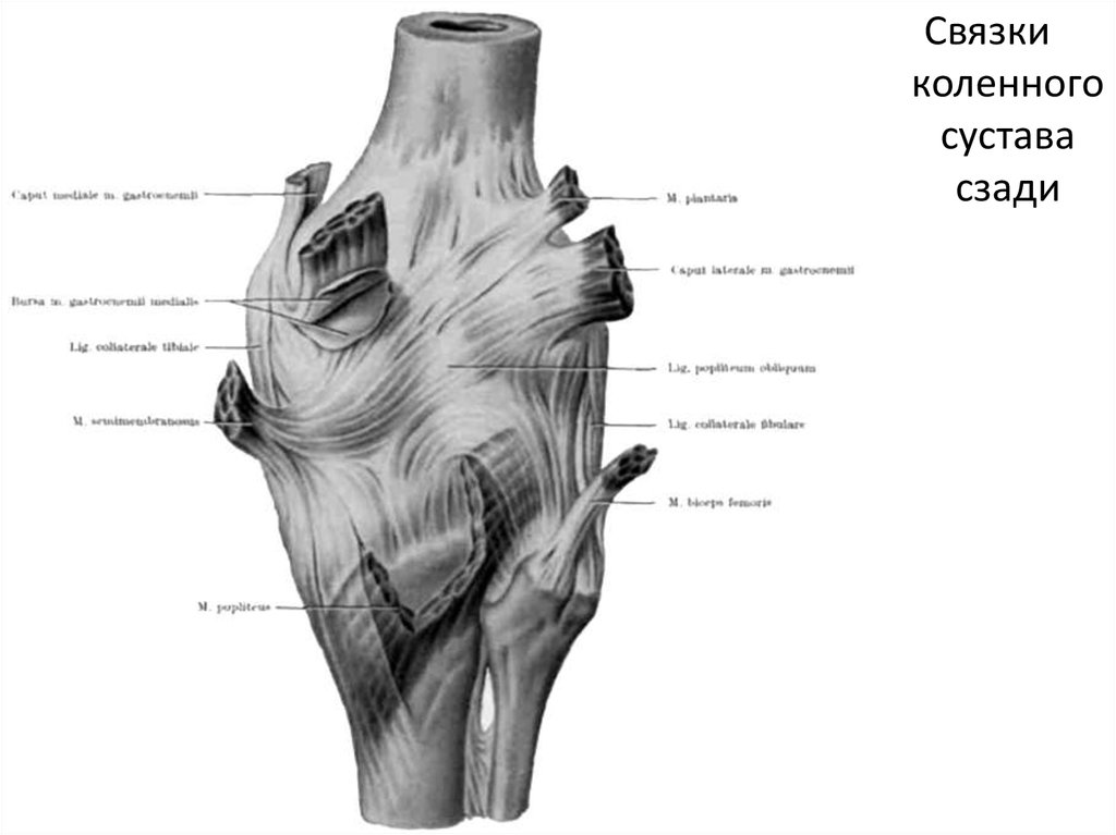 Поперечная связка. Связочный аппарат коленного сустава анатомия. Колеенныйсустав свзочный аппарат. Связки коленного сустава анатомия. Анатомия коленного сустава и связок сзади.