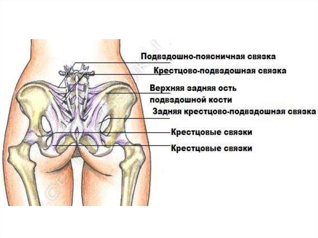 Верхняя передняя подвздошная кость. Соединение крестцово подвздошного сустава. Крестцово поясничный сустав строение. Подвздошно-поясничная связка анатомия. Крестцово подвздошный сустав вид.