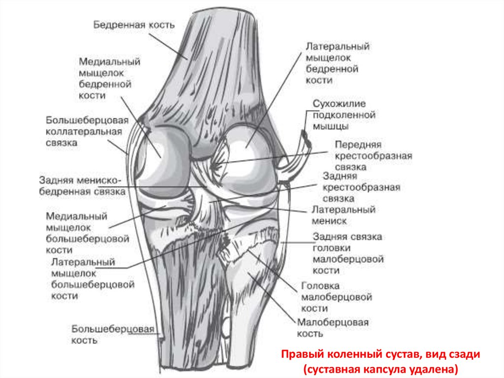 Суставные мыщелки. Схема строения коленного сустава. Анатомические структуры коленного сустава. Крыловидные складки коленного сустава анатомия.