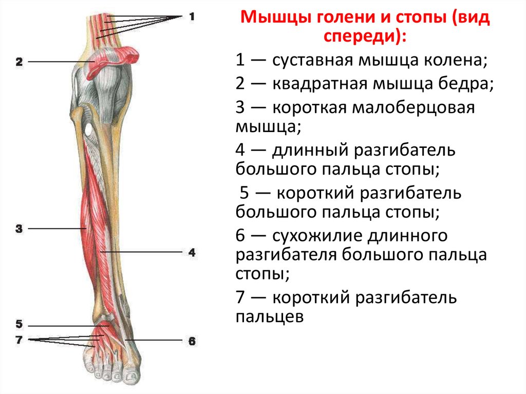 Мышцы нижних конечностей стопы. Мышцы голени анатомия передняя группа мышц. Сухожилие передней большеберцовой мышцы. Сухожилия передней поверхности голени анатомия. Мышцы голени вид спереди и сбоку.