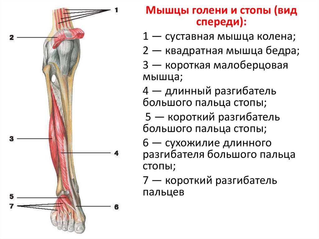 Сухожилия в колене схема