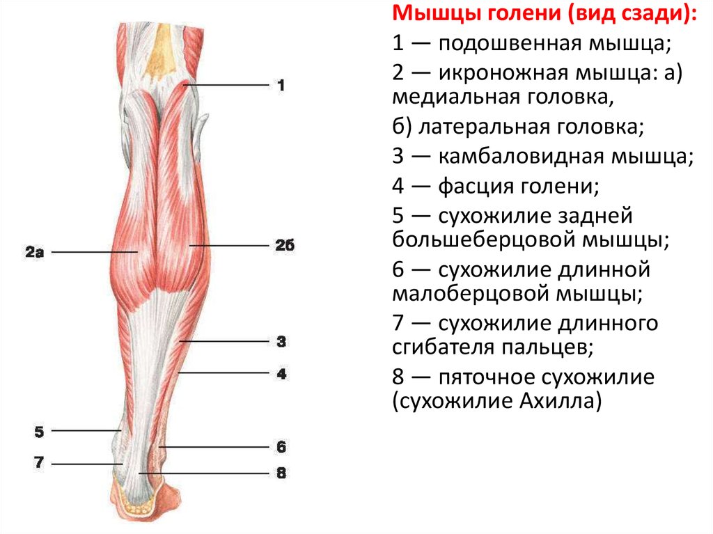 Сухожилия на ногах схема