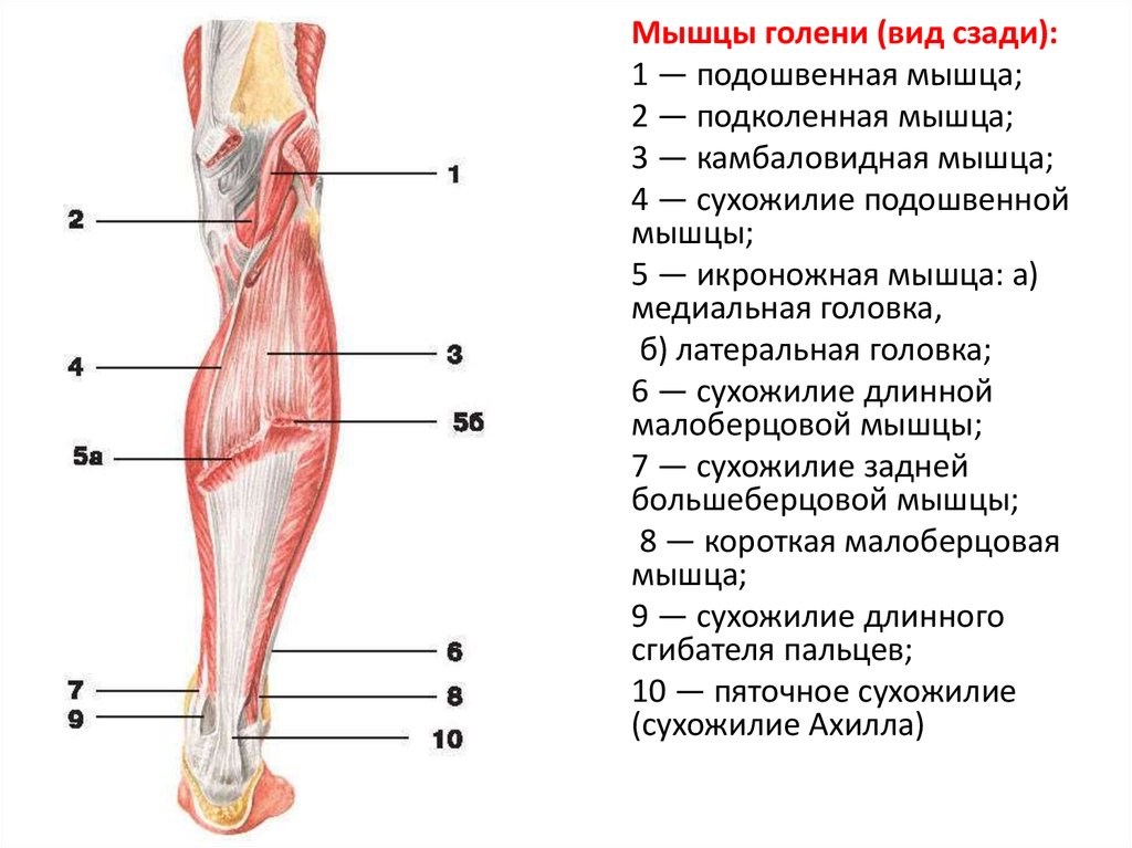 Икроножная мышца какая ткань. Задняя группа мышц голени анатомия. Подколенная мышца голени анатомия. Подошвенная мышца голени анатомия. Икроножная мышца голени анатомия.