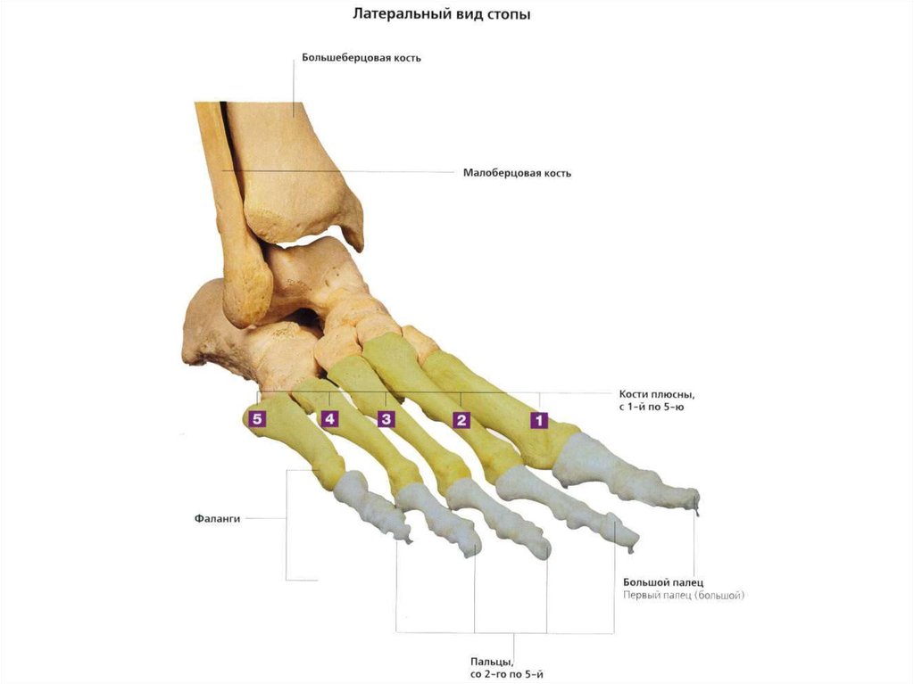 Строение стопы фото. Кости плюсны анатомия. Кости плюсны и фаланги пальцев стопы. Кости стопы предплюсна плюсна фаланги пальцев. Проксимальная фаланга пальца стопы анатомия.