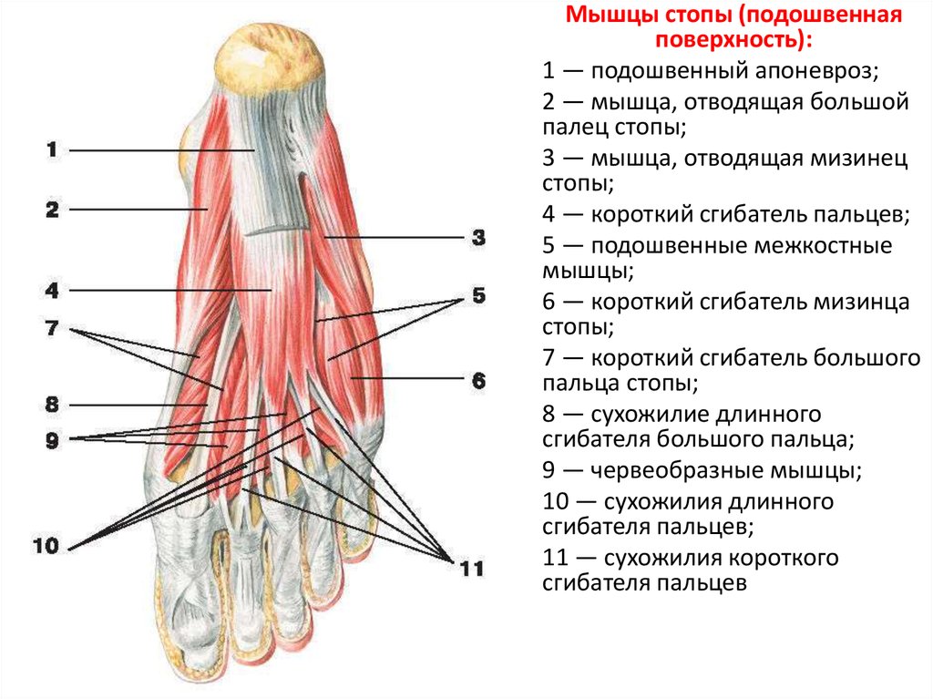 Мышцы подошвы. Строение мышц стопы снизу. Мышцы стопы подошвенная группа. Мышцы стопы анатомия подошвенная. Латеральную группу подошвенных мышц стопы.