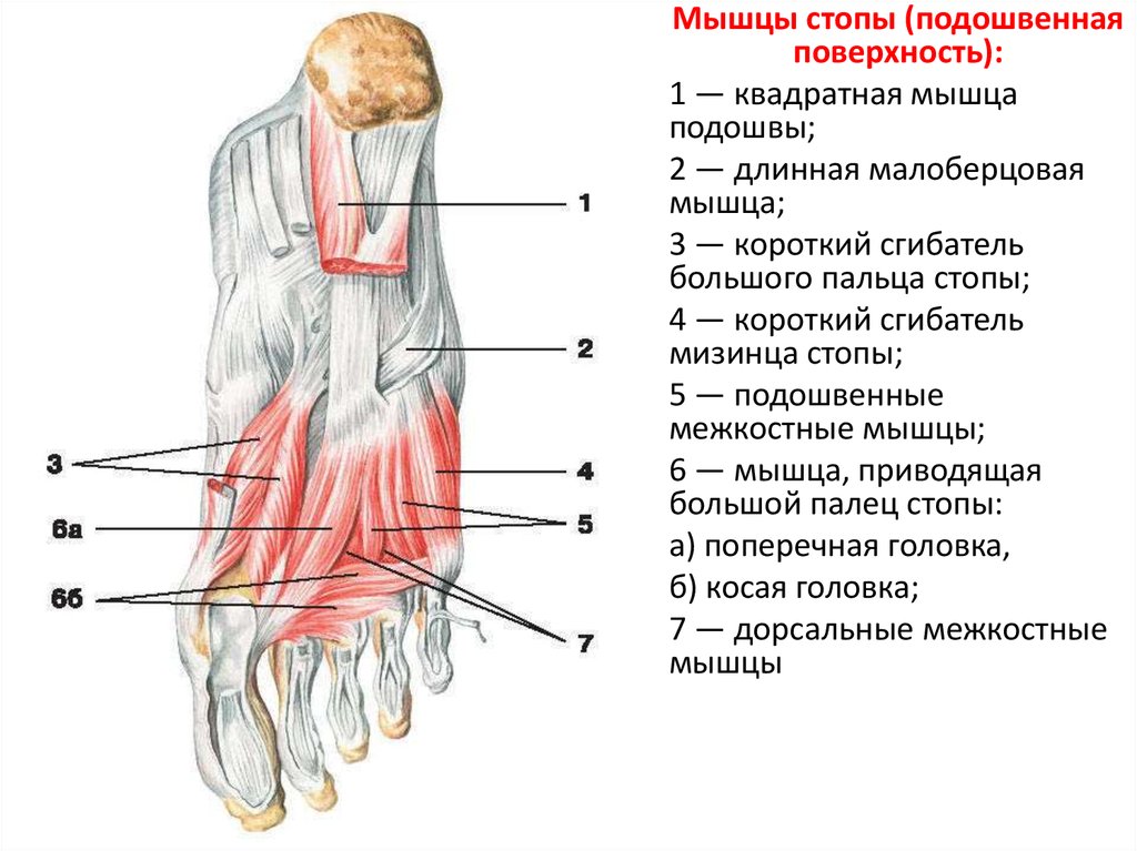 Foot muscle. Короткий сгибатель пальцев стопы анатомия. Мышцы подошвы стопы анатомия. Мышцы стопы подошвенная группа. Мышцы стопы анатомия подошвенная.