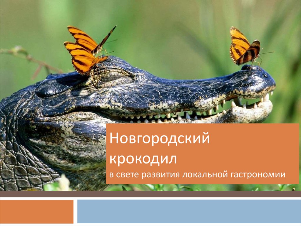 Свете развития. Новгородский крокодил. Крокодилы в Новгородской области.