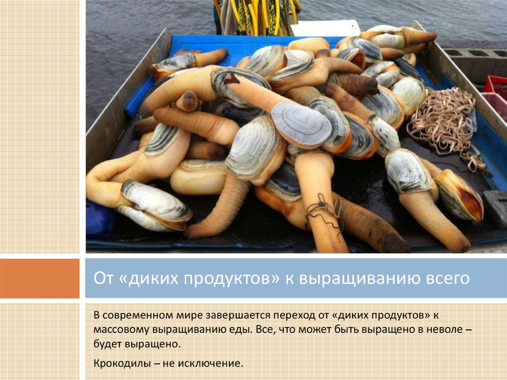 От «диких продуктов» к выращиванию всего