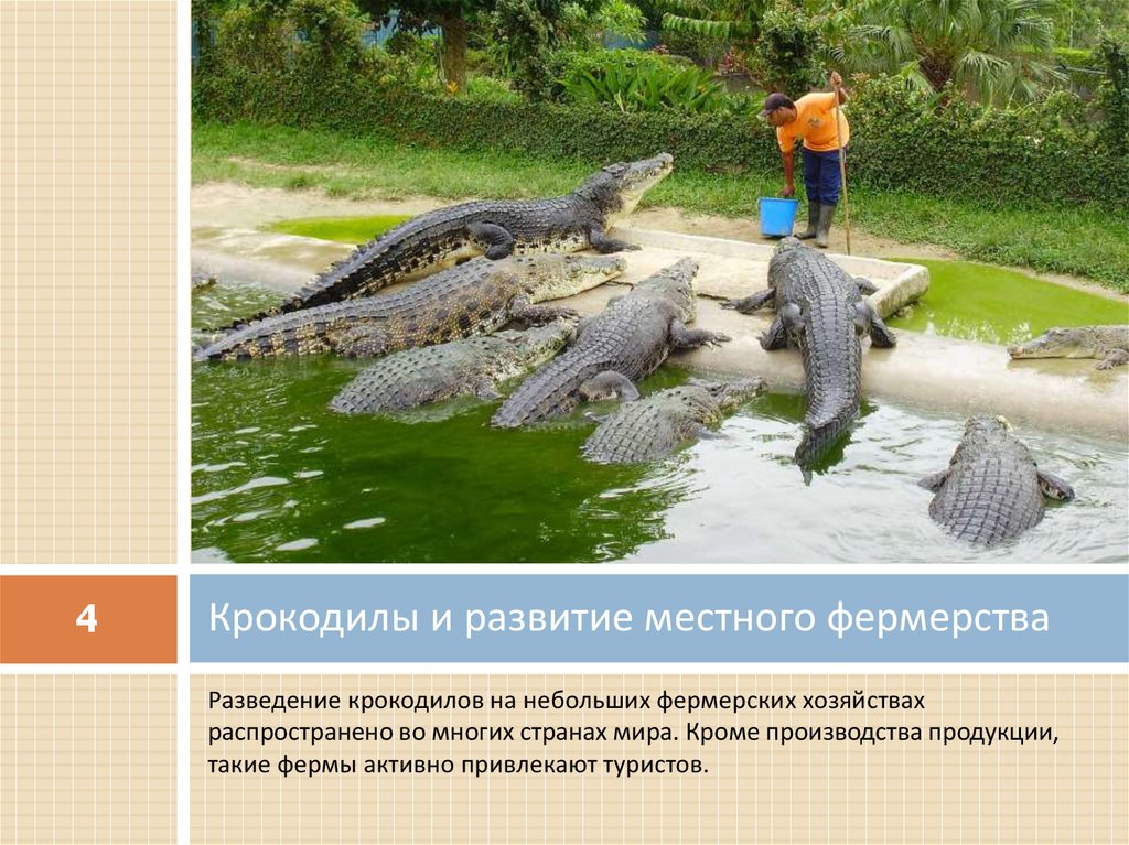 Крокодилы и развитие местного фермерства