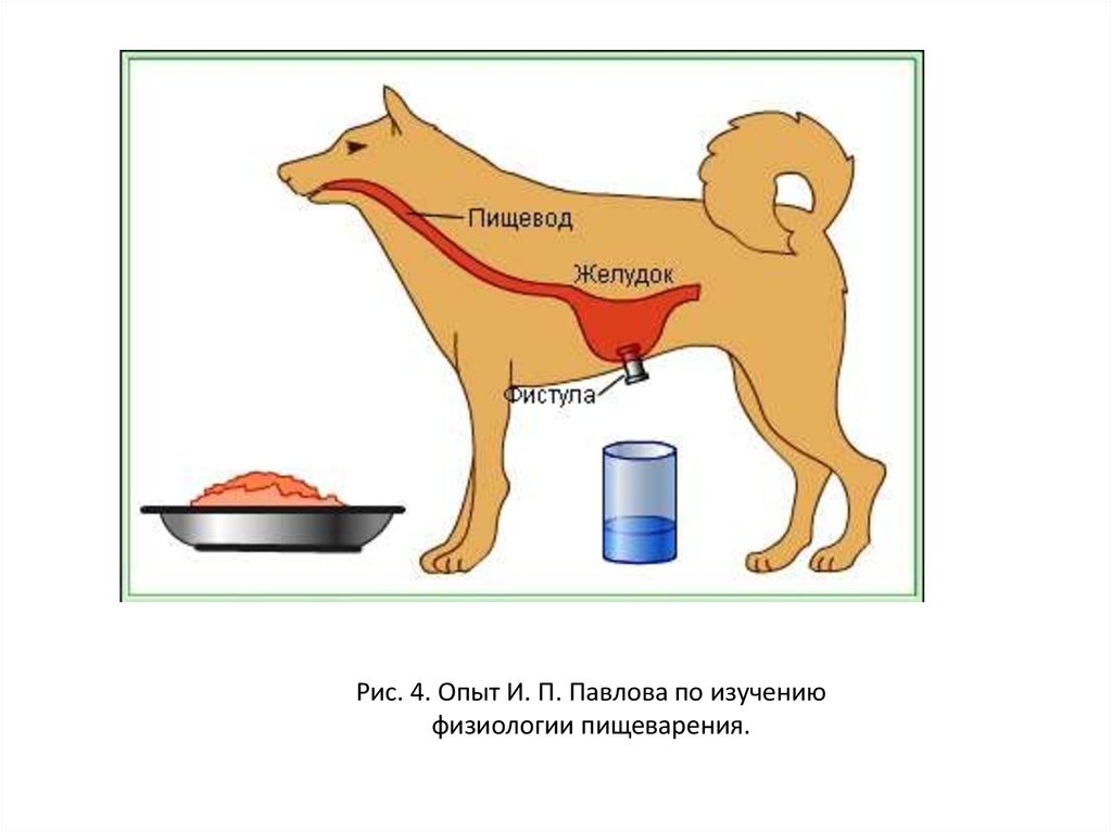Физиология пищеварения. Методы исследования пищеварения в желудке физиология. Физиология пищеварения схема. Острые опыты в физиологии пищеварение. Рисунок на тему физиология.