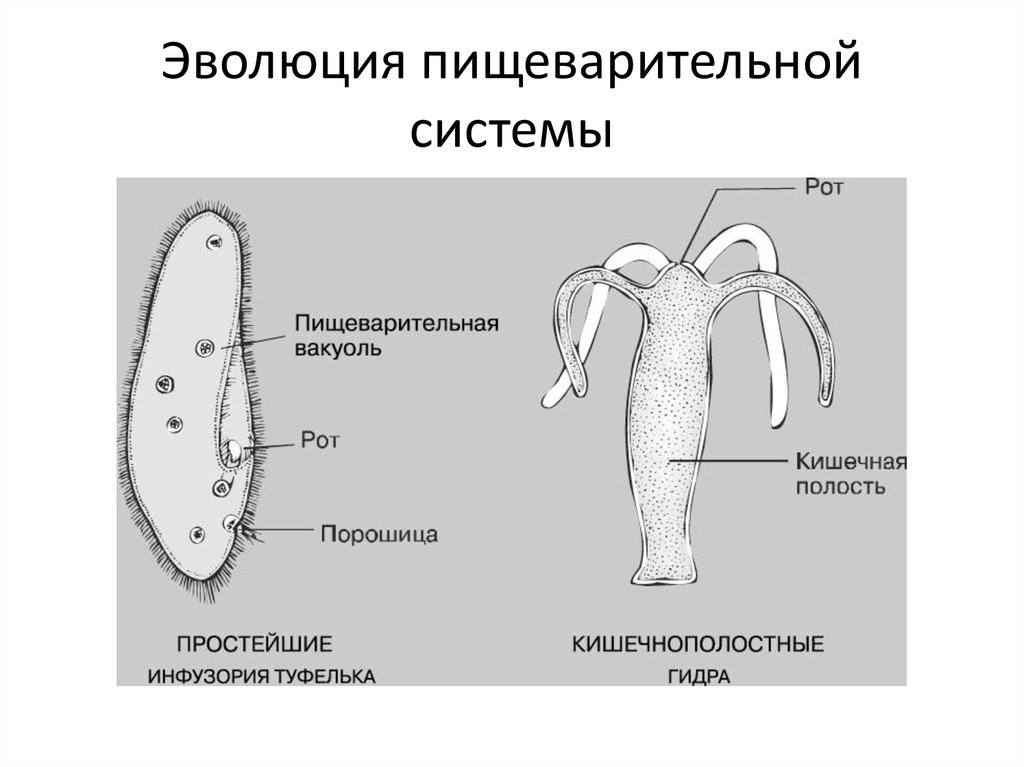 Количество простейших. Эволюция пищеварительной системы кишечнополостных. Пищеварительная система инфузории. Пищеварительная система инфузории туфельки. Эволюция пищеварительной системы простейших.