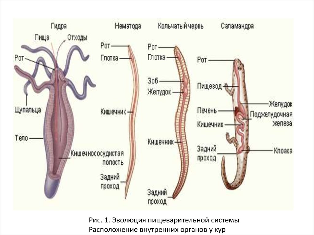 Эволюция пищеварительной системы презентация