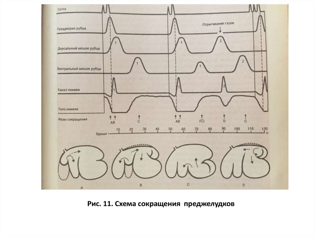 Сокращение книгу. Дорсальный и вентральный мешки рубца. Фазы преджелудков. Методы регистрации сокращений преджелудков. Последовательность сокращения преджелудков.