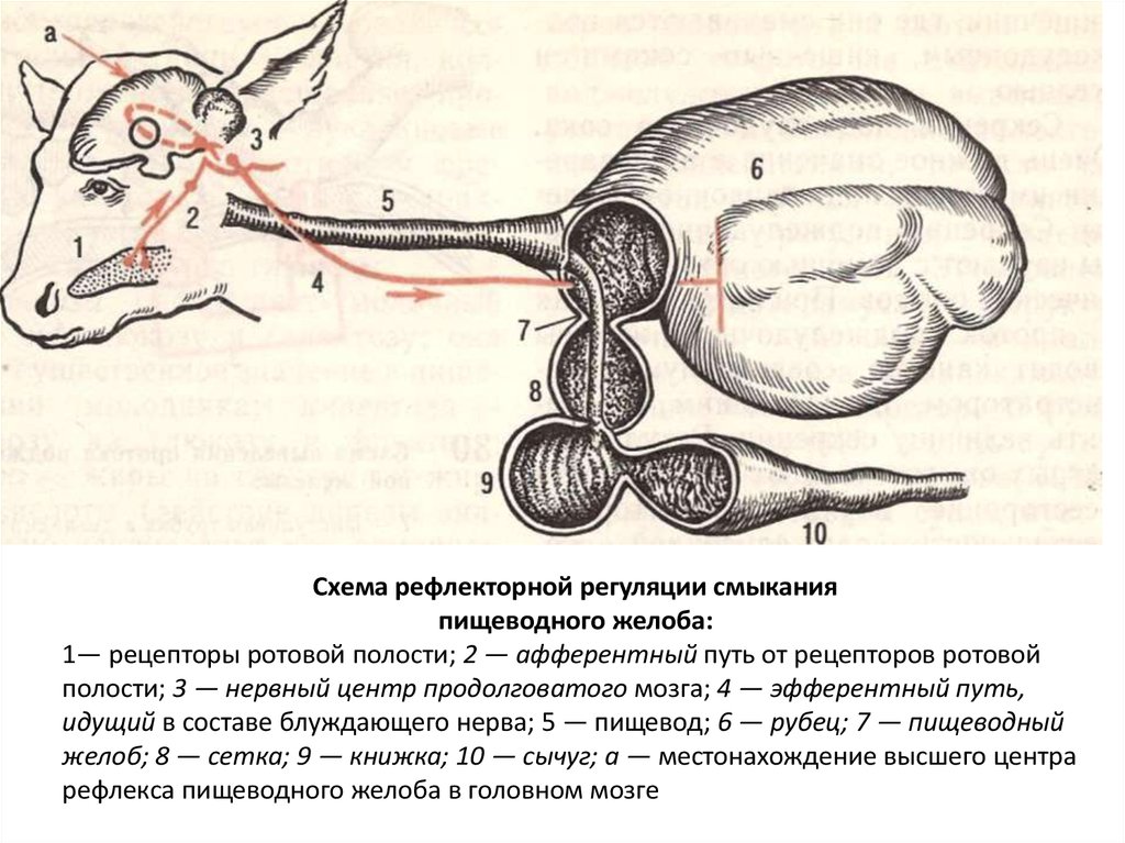 Пищеварительная система теленка схема