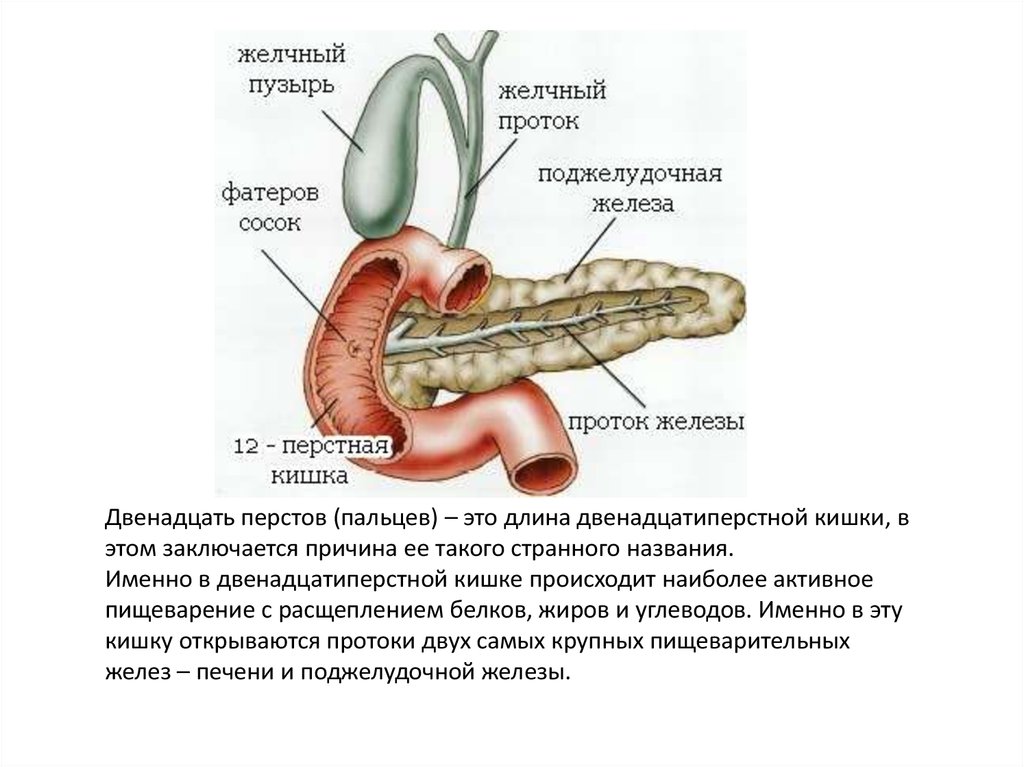 Орган имеет протоки открывающиеся в двенадцатиперстную кишку