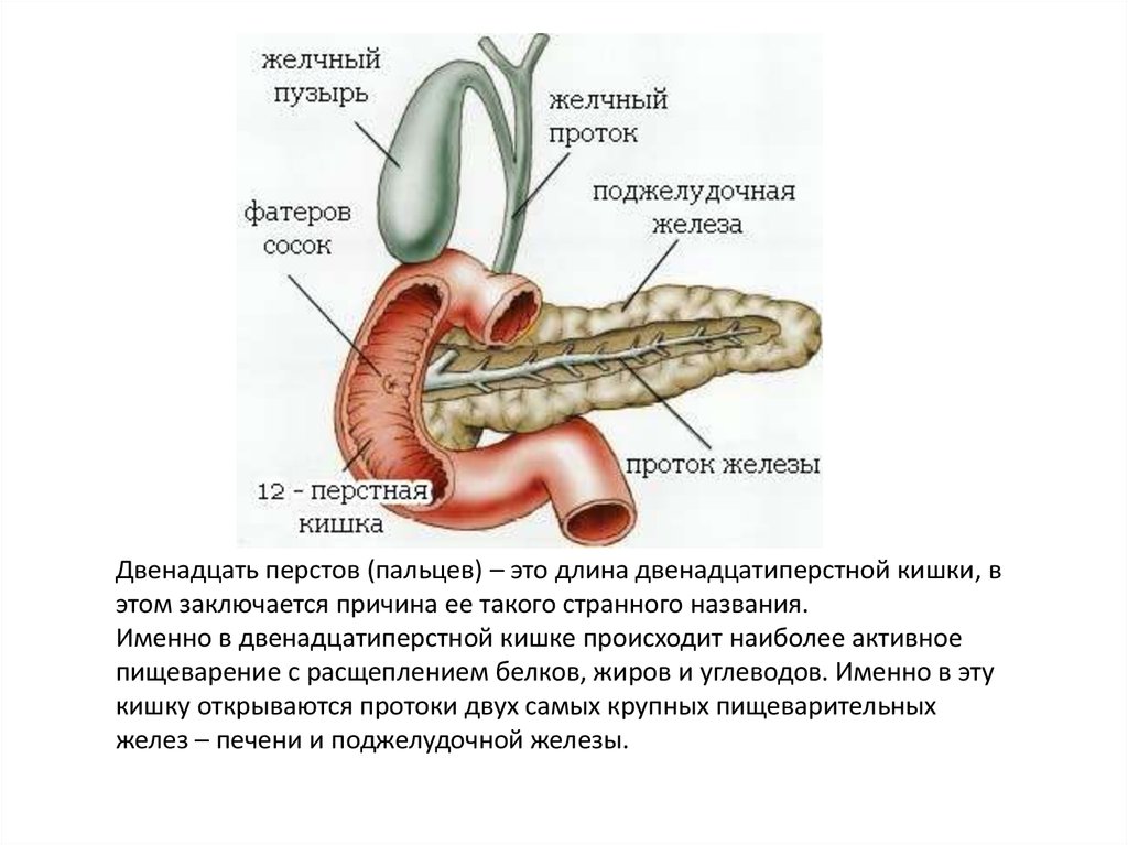 Где находится поджелудочная железа у человека