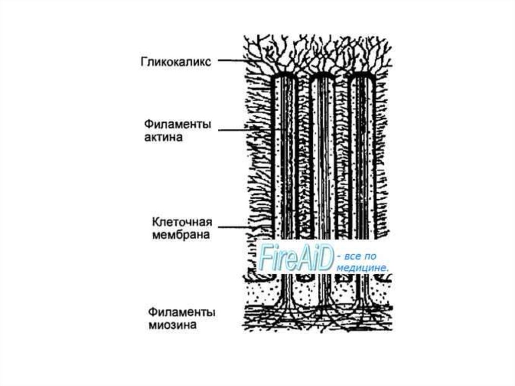 Что находится в зонах обозначенных на рисунке фрагмента тонкой кишки