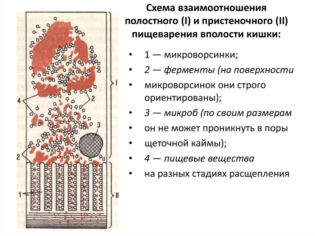 Какой цифрой на рисунке обозначено внутриклеточное пищеварение