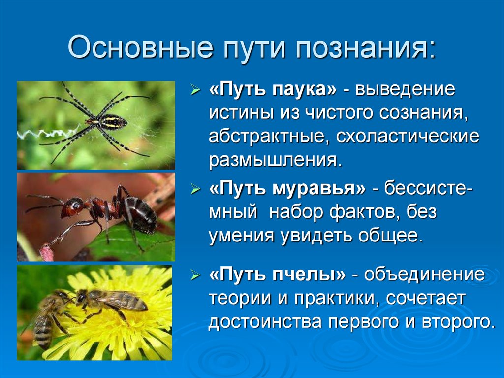 Пути познания. Путь паука путь муравья путь пчелы. Путь паука муравья и пчелы Бэкон. Бэкон путь паука путь. Путь пчелы это в философии.