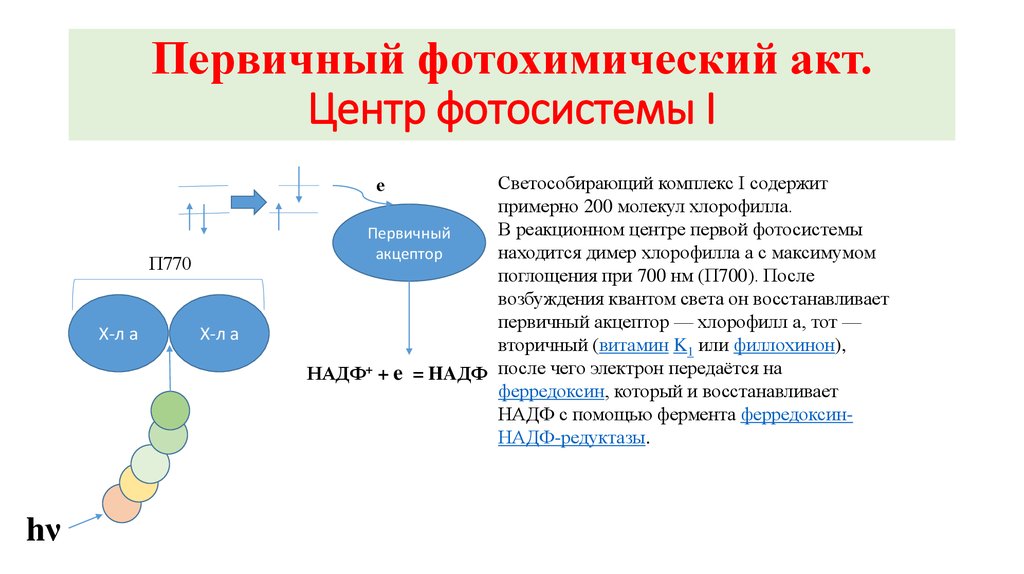 Реакционный центр фотосистемы